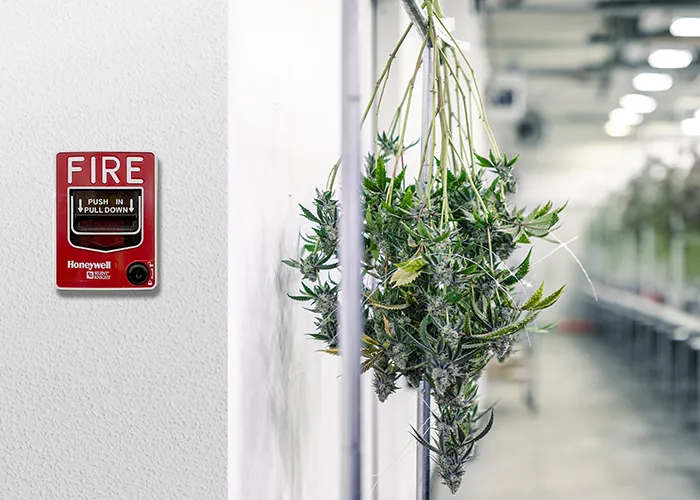 Fire alarm panel in a cannabis grow facility.