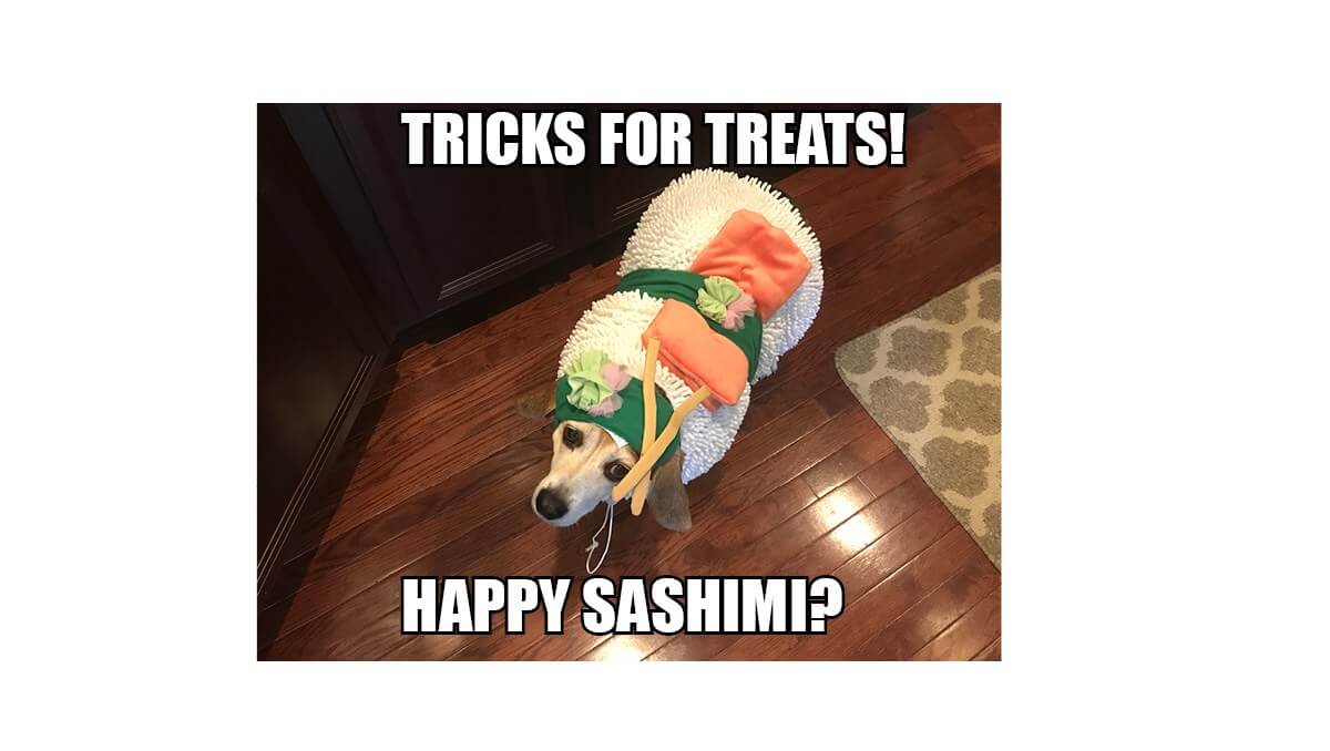 Adorable puppy dressed as a sushi roll.
