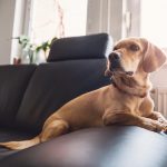 Image of a dog on a couch.