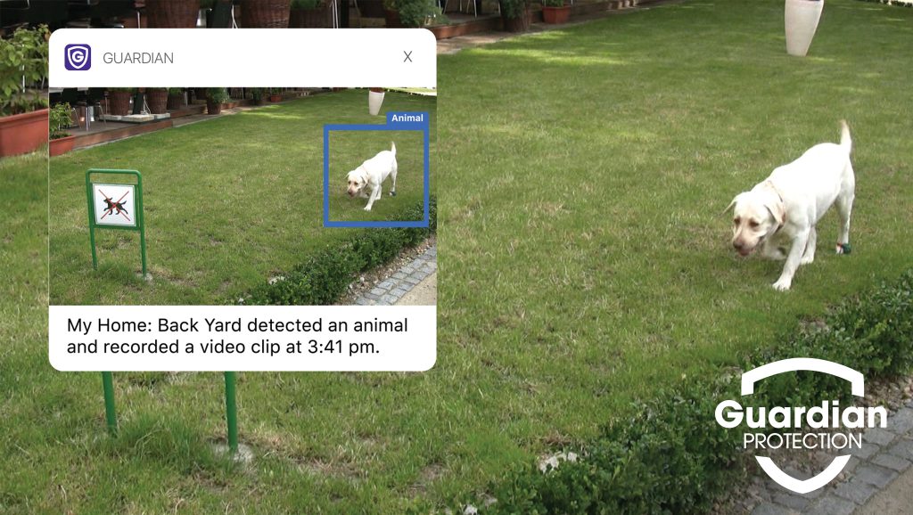 Guardian Protection app notification showing a dog in the yard