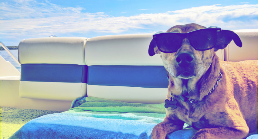 Dog wearing sunglasses laying on beach towel