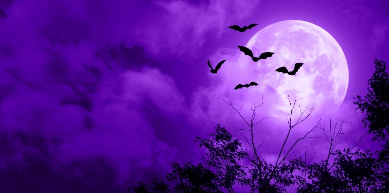 Bats flying with full moon in the background of a purple sky