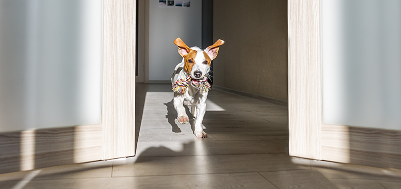 A dog running through a doorway with a toy in its mouth
