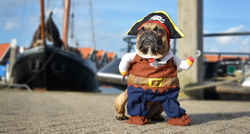 Pug dog dressed up as a pirate for Halloween