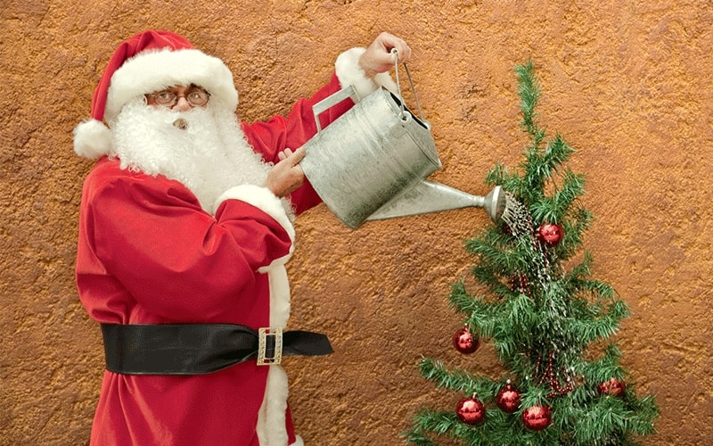 Santa Claus watering a Christmas tree