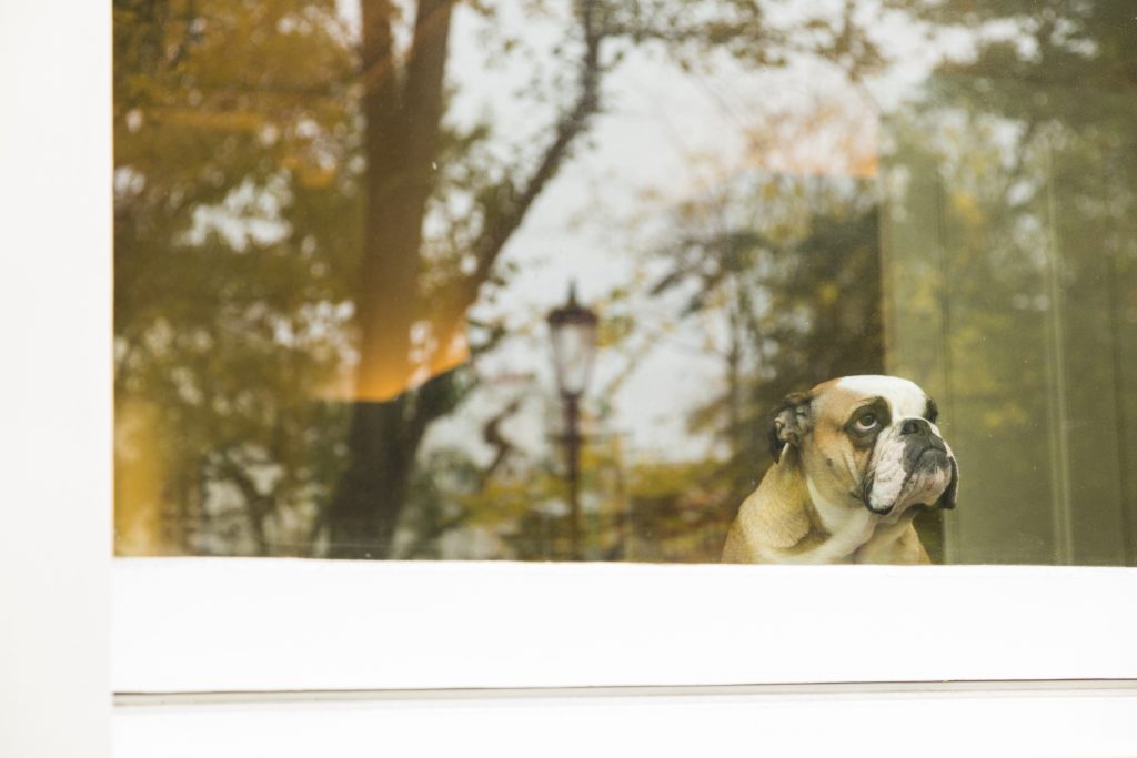 Bulldog in house window looking outside