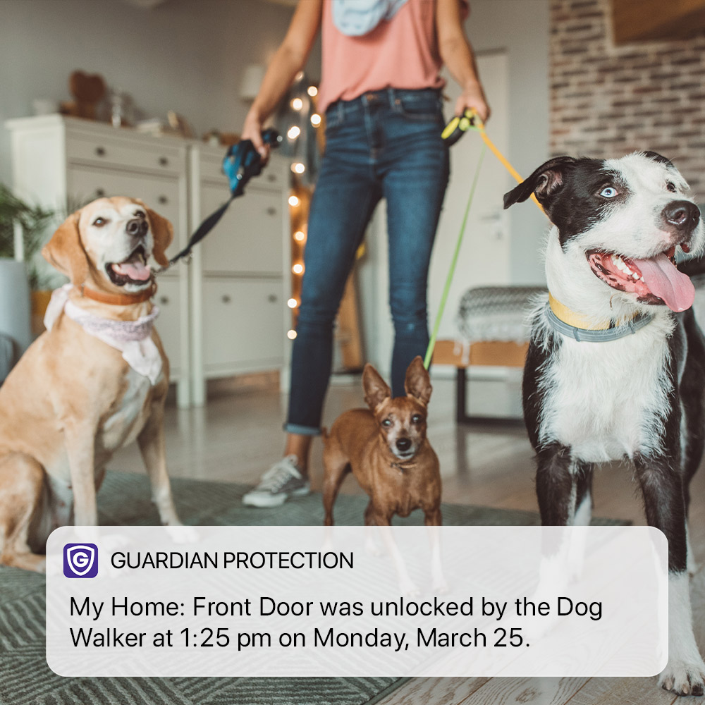 Person about to walk three dogs with a notification from the Guardian Protection app below letting the owner know that the dog walker has unlocked the from door.